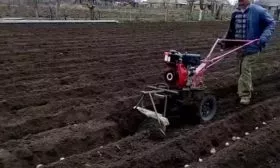 Безпахотная высадка картофеля