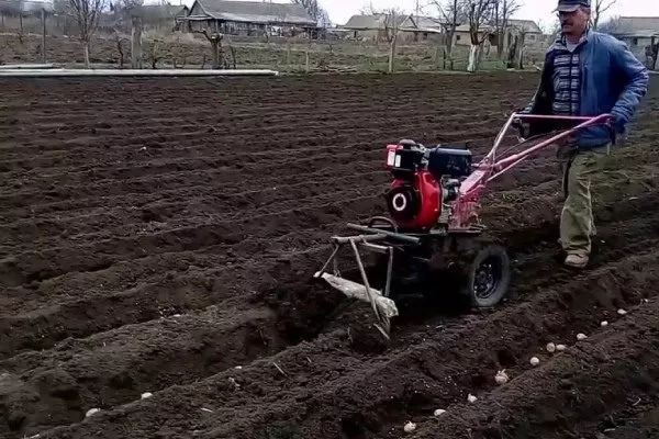 Беспахотная высадка картофеля