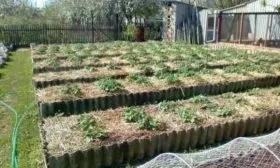 Высадка картофеля под солому