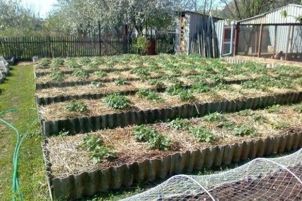 Высадка картофеля под солому