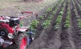 уход за картофелем