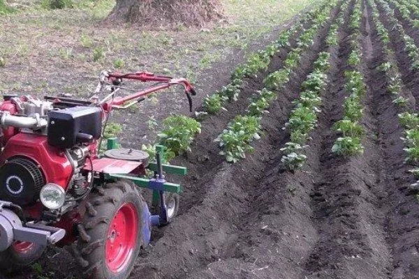 уход за картофелем