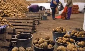 Сбор и хранение картофеля