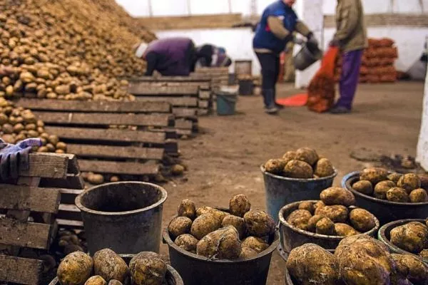 Сбор и хранение картофеля