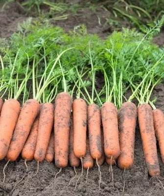 Описание моркови Медовая