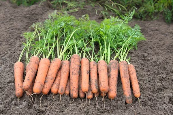 Описание моркови Медовая