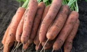 Морковь Медовая