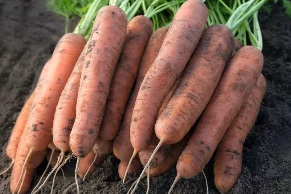 Морковь Медовая