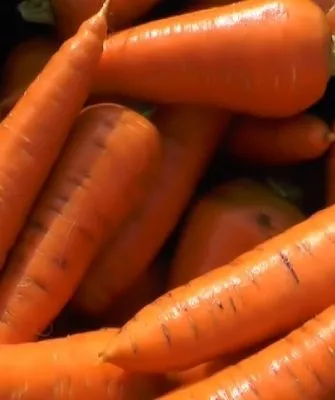 описание моркови цукат