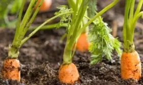 выращивание моркови на грядке