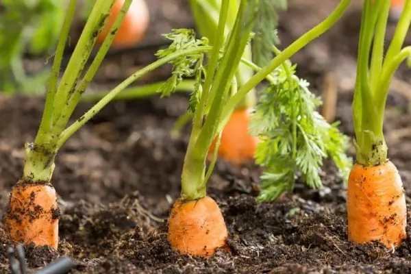 выращивание моркови на грядке