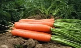 Морковь Дордонь