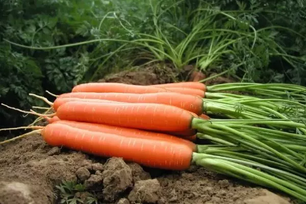 Морковь Дордонь