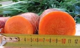 дордонь - сорт моркови