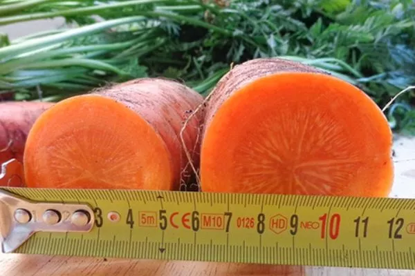 дордонь - сорт моркови