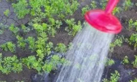 полив моркови