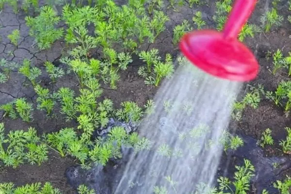 полив моркови