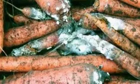 болезни моркови