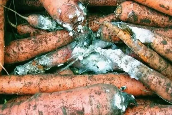 болезни моркови