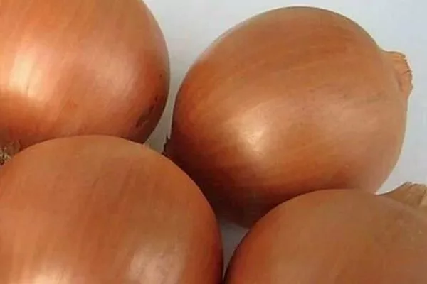 внешний вид луковицы