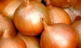 лук сорта борец