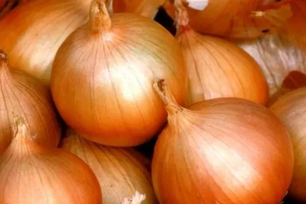 лук сорта борец