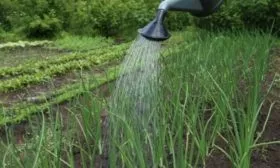 агротехника лука