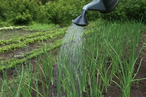 агротехника лука