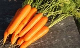 Морковь сорта Любимая