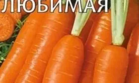 описание моркови