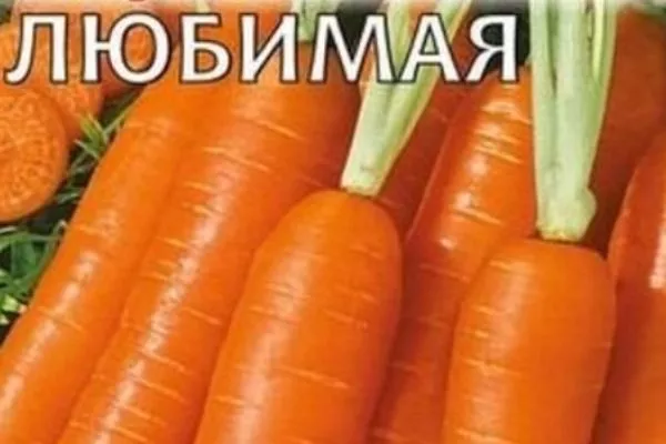 описание моркови