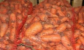 лёжкость моркови