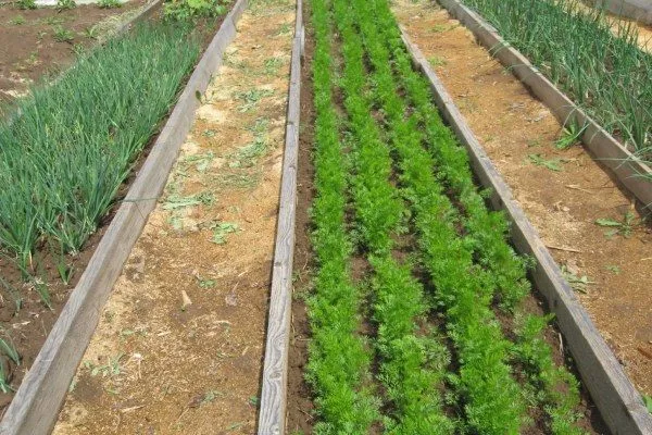 участок под посадку моркови