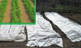 посев моркови семенами под плёнкой