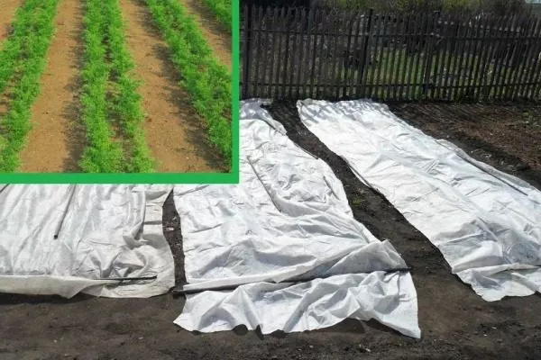 посев моркови семенами под плёнкой