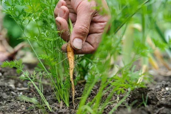 прореживание моркови