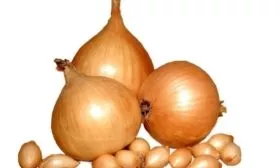 описание луковицы