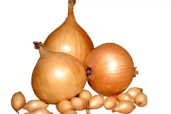 описание луковицы