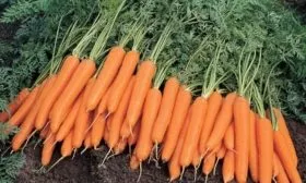 Морковь Форто