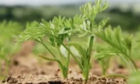 ботва моркови