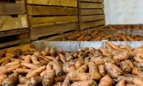 хранение моркови