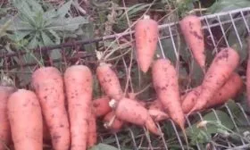 урожай моркови