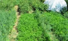 грядки для моркови