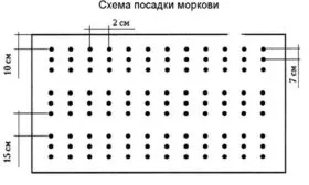 схема высадки моркови