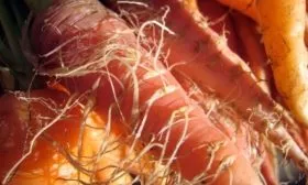 отростки на корнеплоде моркови