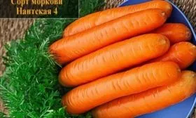 морковь Нантская 4