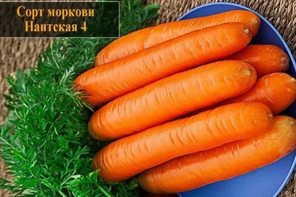 морковь Нантская 4