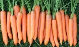 морковь Витаминная 6