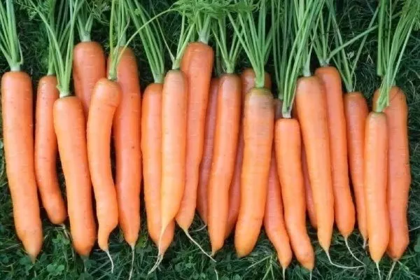 морковь Витаминная 6