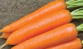 морковь Несравненная